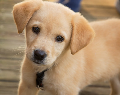 petit chien de Hanitra
